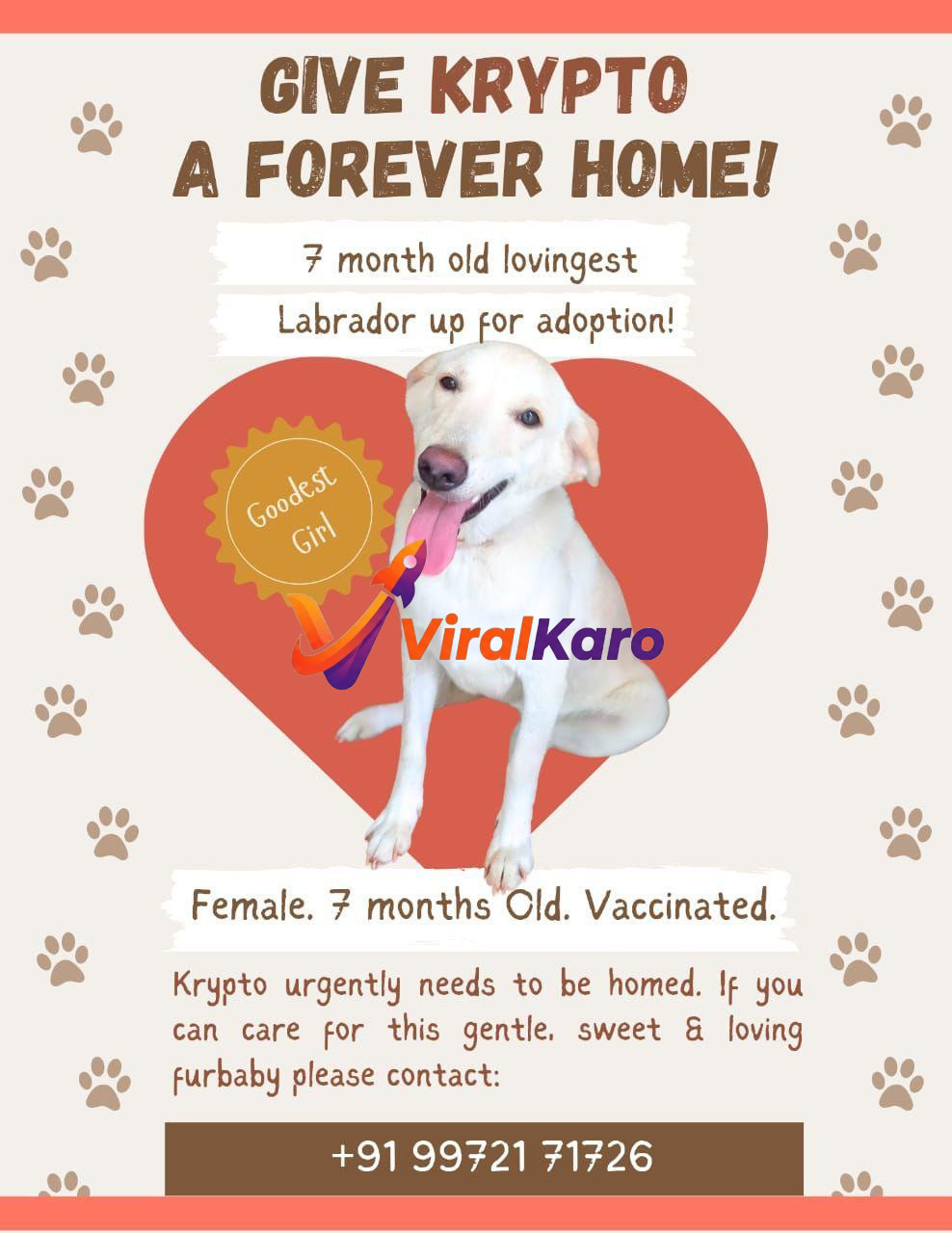 A friendly 7-month-old white female Labrador sitting in front of a red heart background, advertising for adoption with contact details.