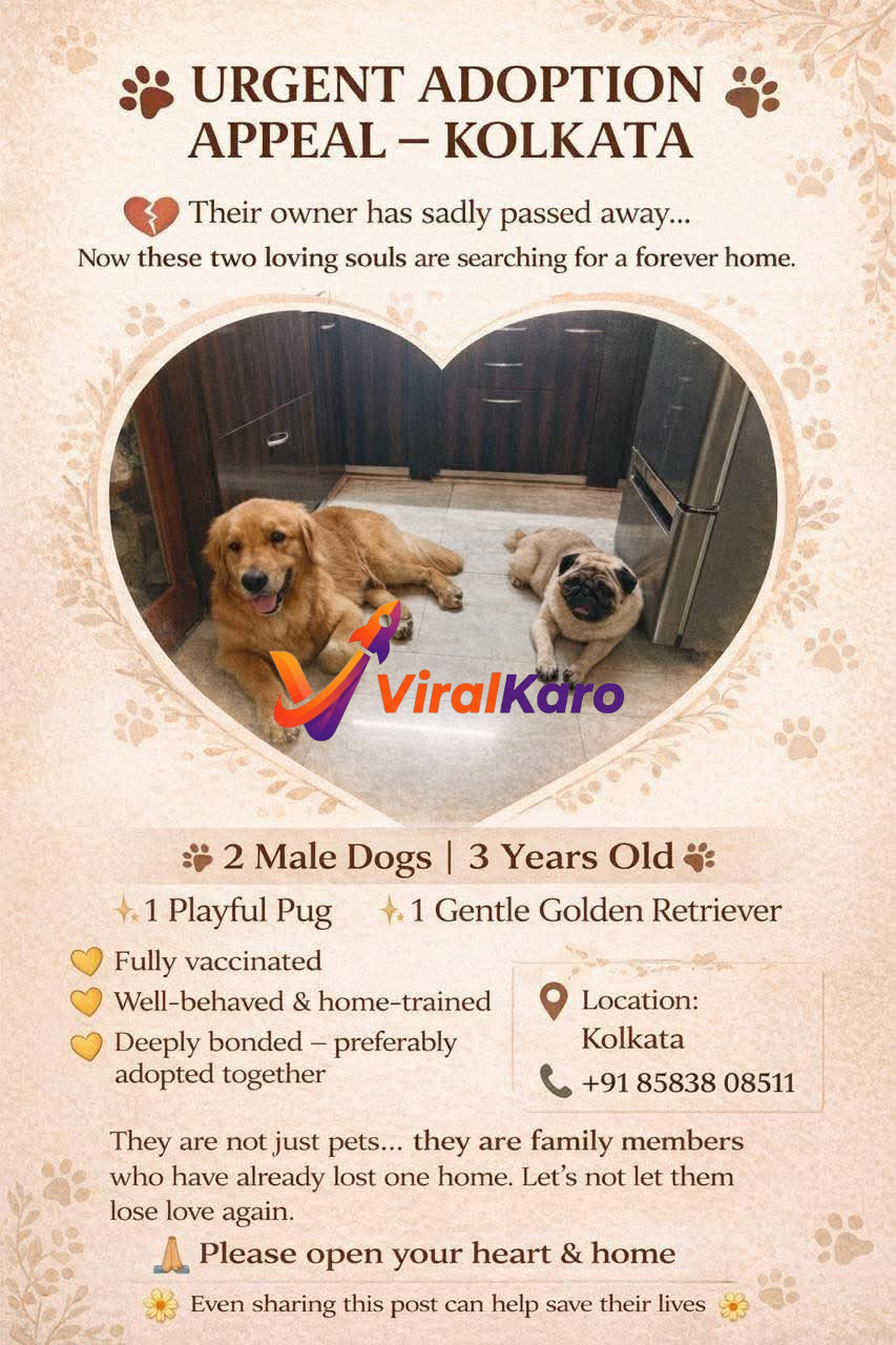 An urgent pet adoption appeal poster features a heart-shaped frame showcasing a gentle golden retriever lying down next to a playful pug on a tiled floor. The text announces an urgent adoption appeal for these two male, 3-year-old dogs in Kolkata, whose owner has passed away. Details highlight they are fully vaccinated, well-behaved, home-trained, and deeply bonded, ideally to be adopted together. Contact information for adoption inquiries is also visible.
